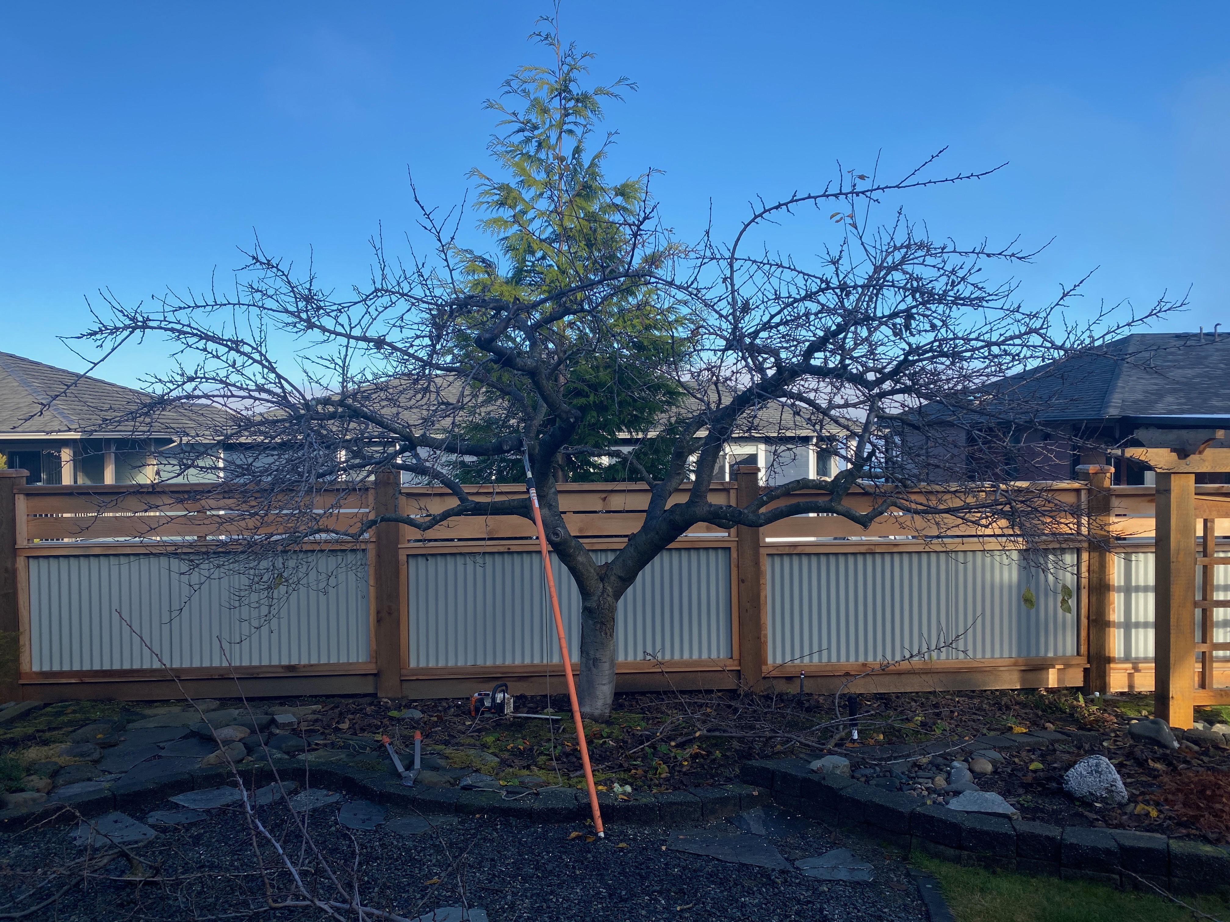 Tree Risk Assessments