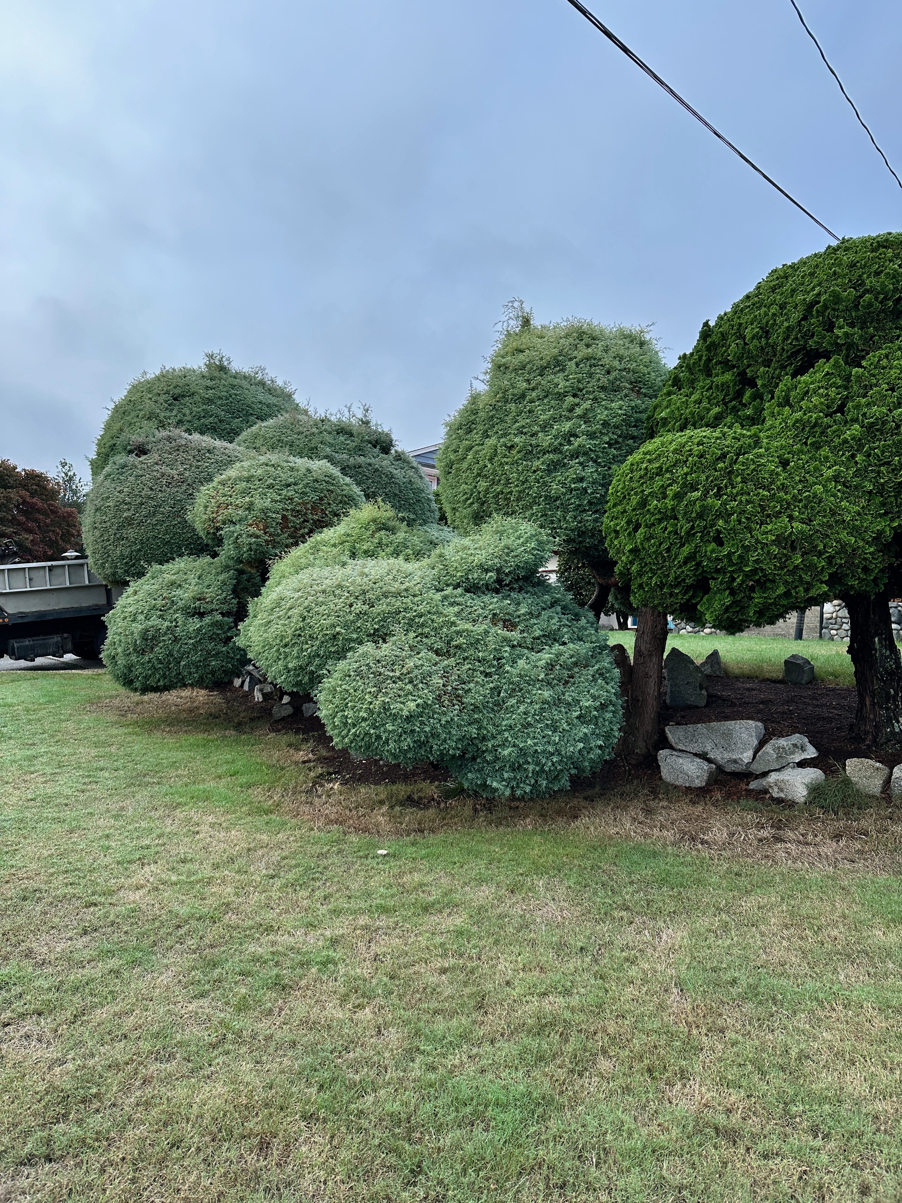 Before Hedge Trimming - Decorative Pruning