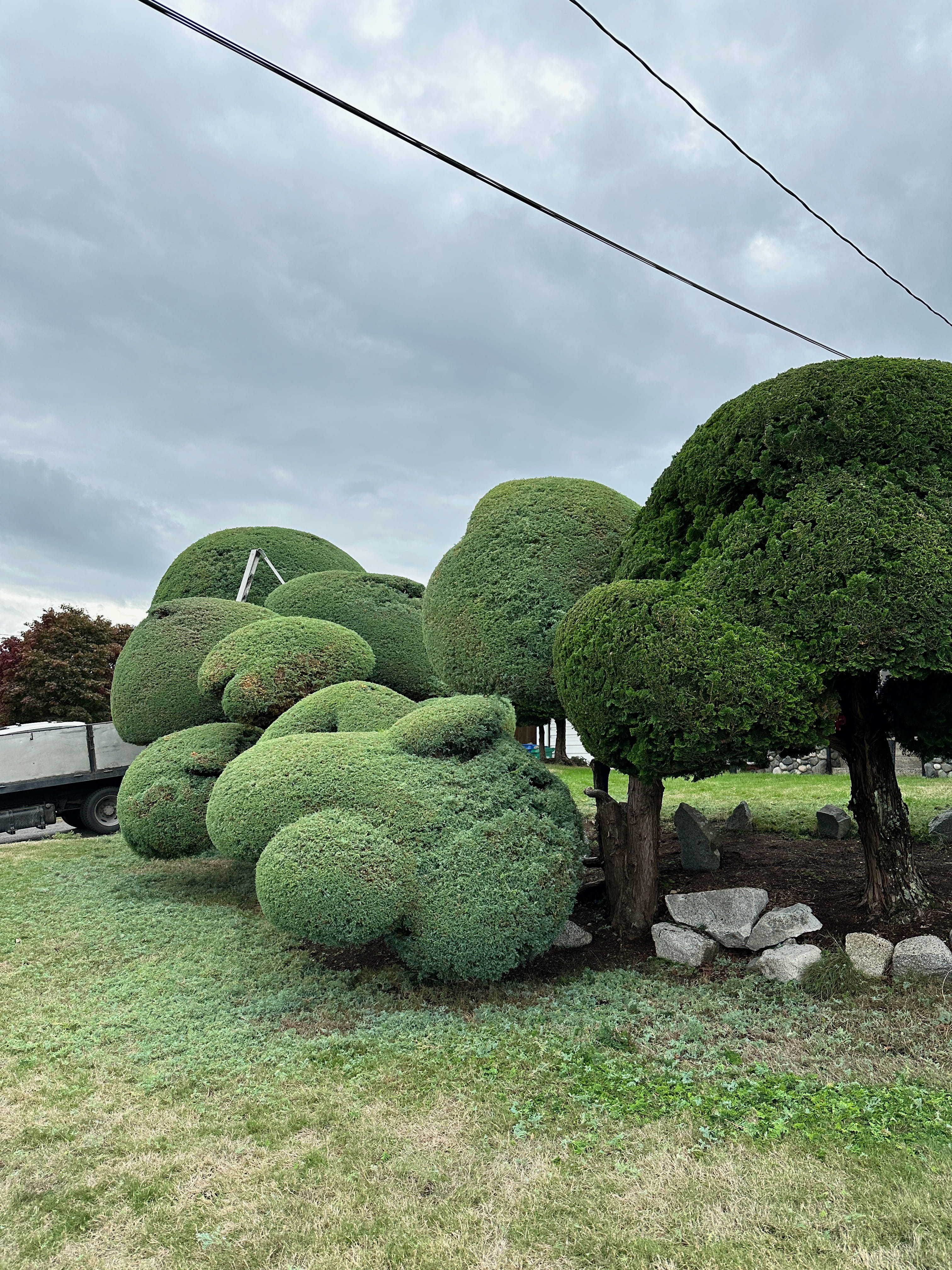 After Hedge Trimming