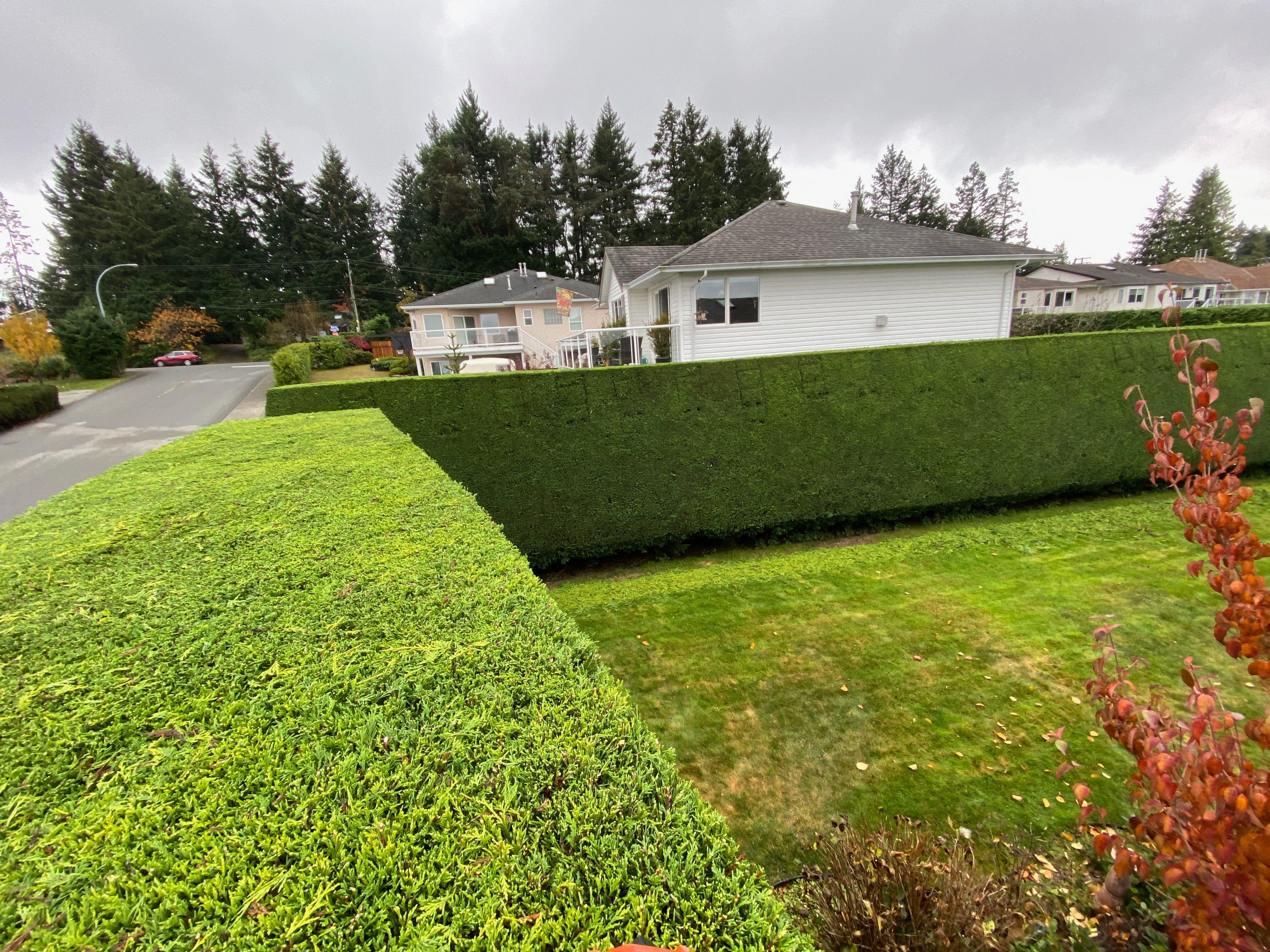 Hedge Trimming