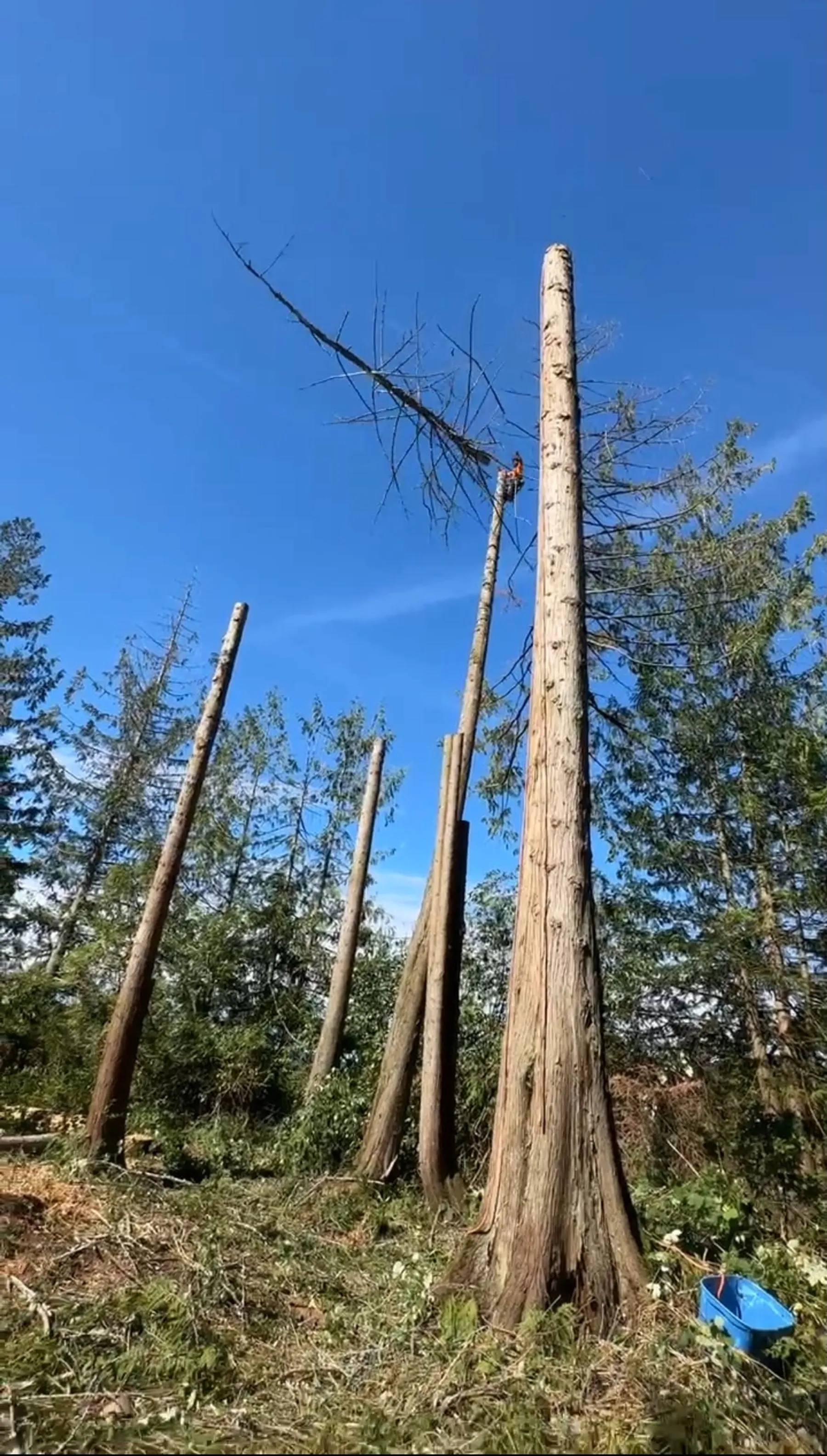 Tree Removal